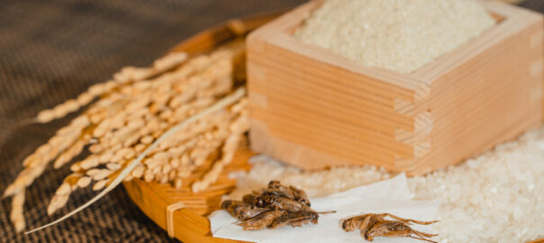 米とコオロギの写真