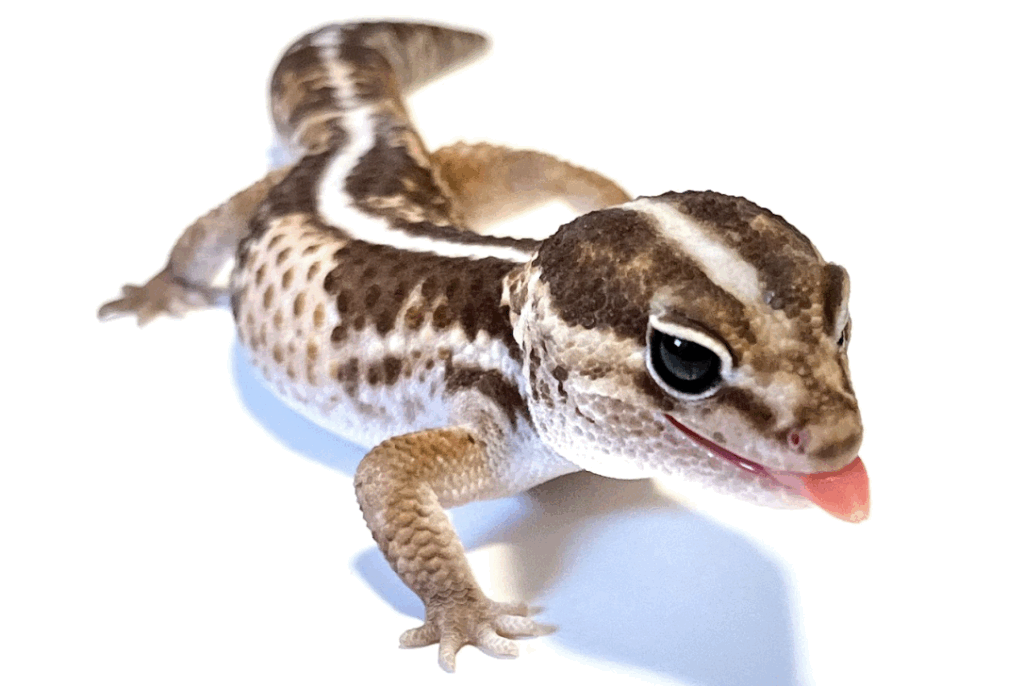 家にあるもので代用できる餌はある?