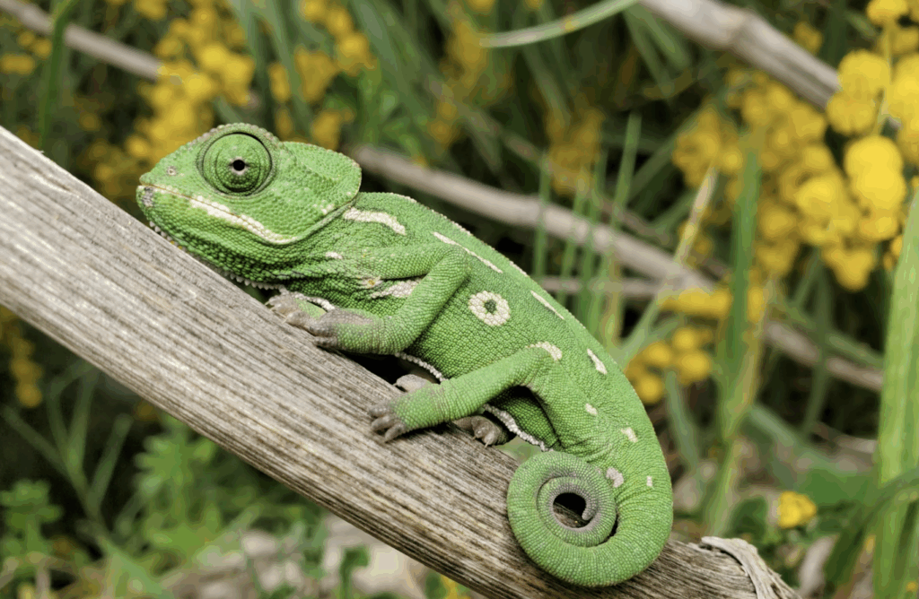 カメレオンの餌は家にあるもので代用できる?