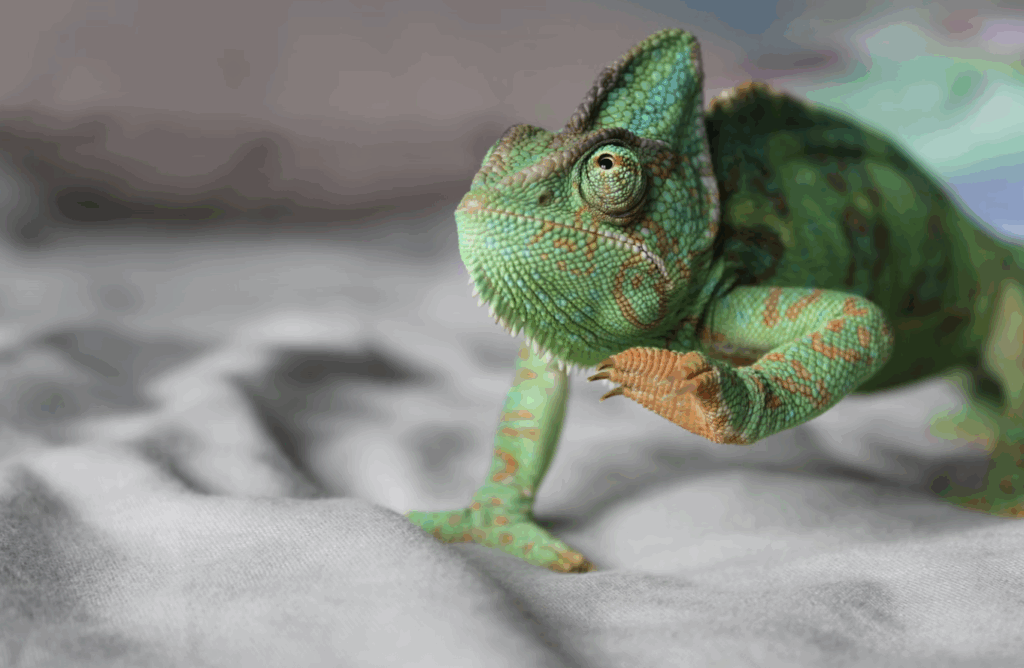 カメレオンの基本知識