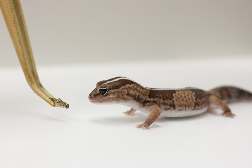 トカゲは何を食べる?おすすめの餌の種類と特徴