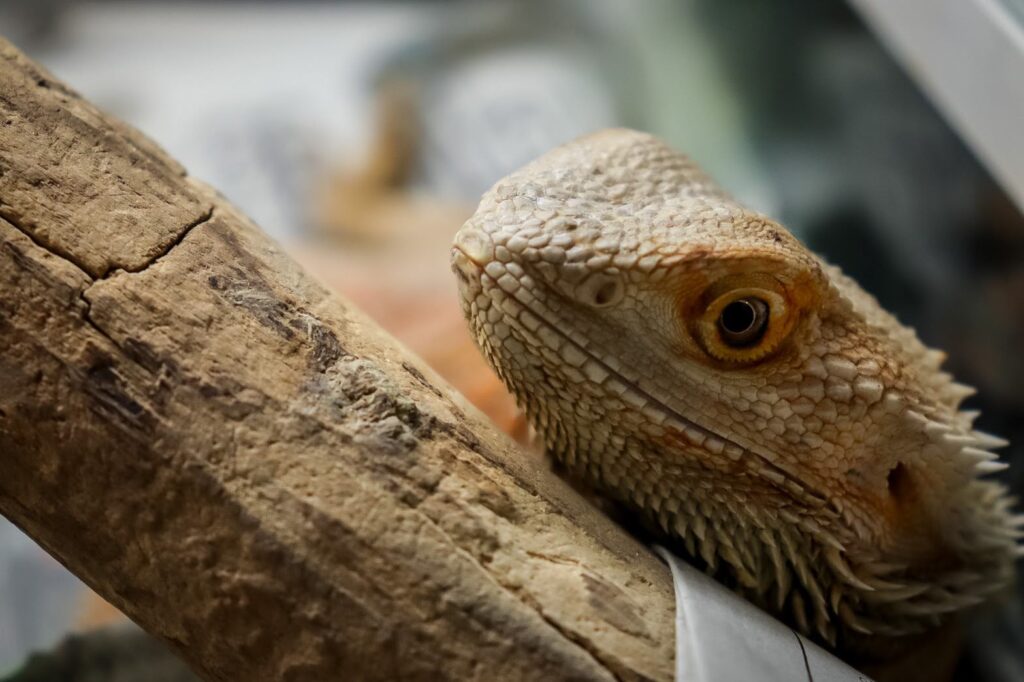 フトアゴヒゲトカゲのよくある餌トラブルと対策！食べない・偏食・下痢の時は？