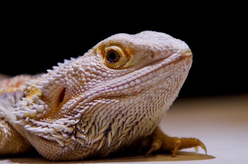 これだけは絶対NG！与えてはいけない餌リスト