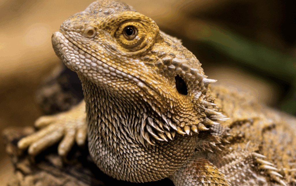 フトアゴヒゲトカゲの餌の基本とコツを押さえてしっかり健康管理をしよう！