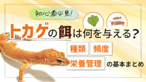 トカゲの餌は何を与える？種類・頻度・栄養管理の基本まとめ｜初心者必見