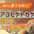 フトアゴヒゲトカゲの餌の選び方と与え方を徹底解説!初心者でも安心