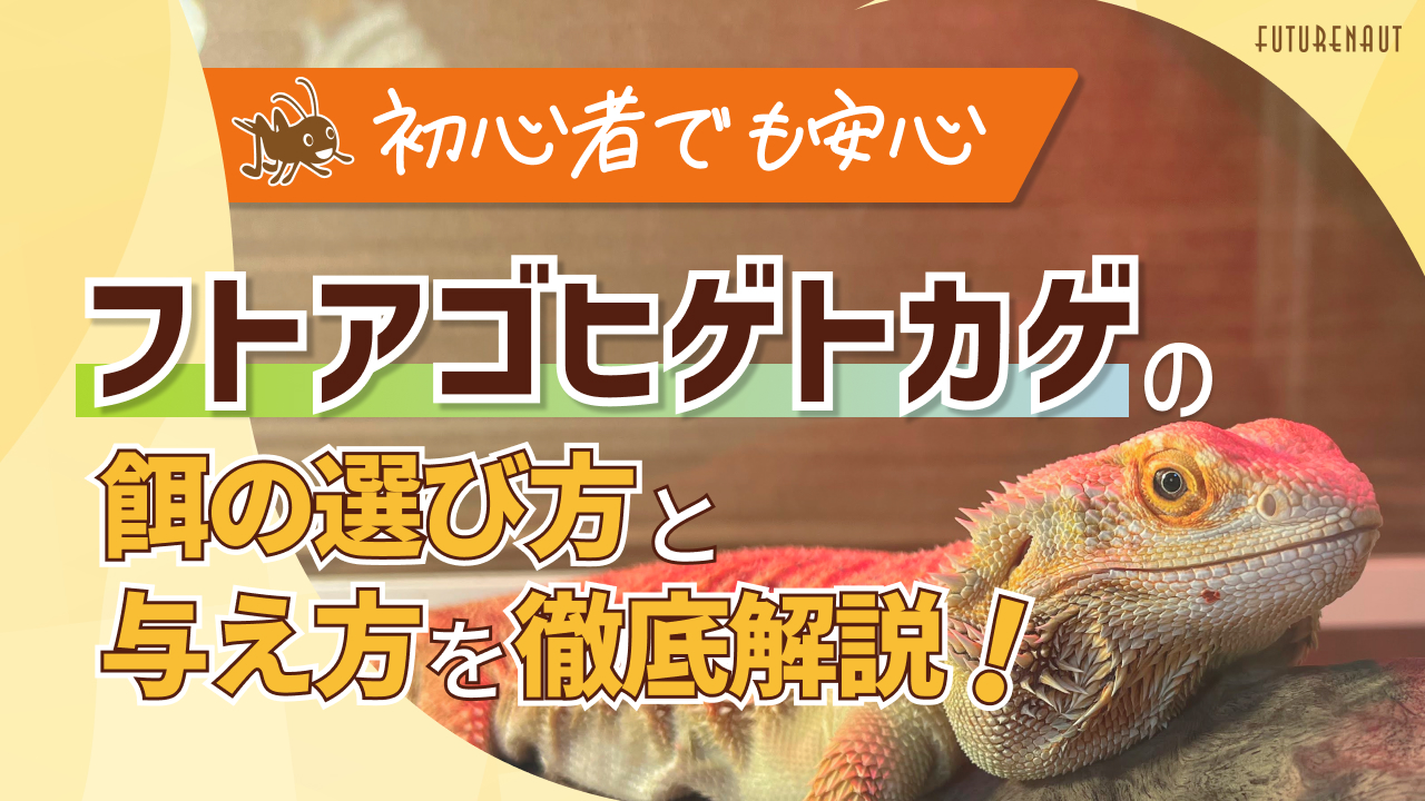 フトアゴヒゲトカゲの餌の選び方と与え方を徹底解説!初心者でも安心