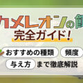カメレオンの餌完全ガイド!おすすめの種類・頻度・与え方まで徹底解説