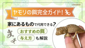 ヤモリの餌完全ガイド！家にあるもので代用できる？おすすめの餌と与え方も解説