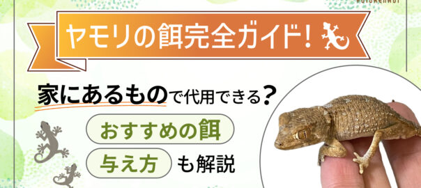 ヤモリの餌完全ガイド！家にあるもので代用できる？おすすめの餌と与え方も解説