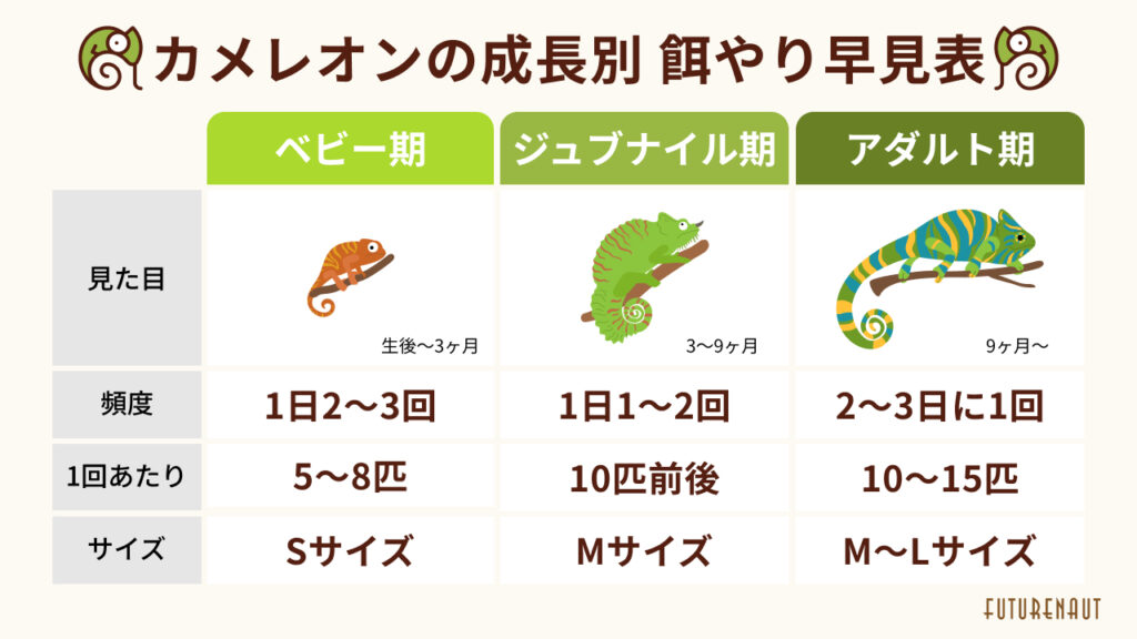 【成長段階別】カメレオンの餌の与え方とコツ|量・頻度・タイミングも解説