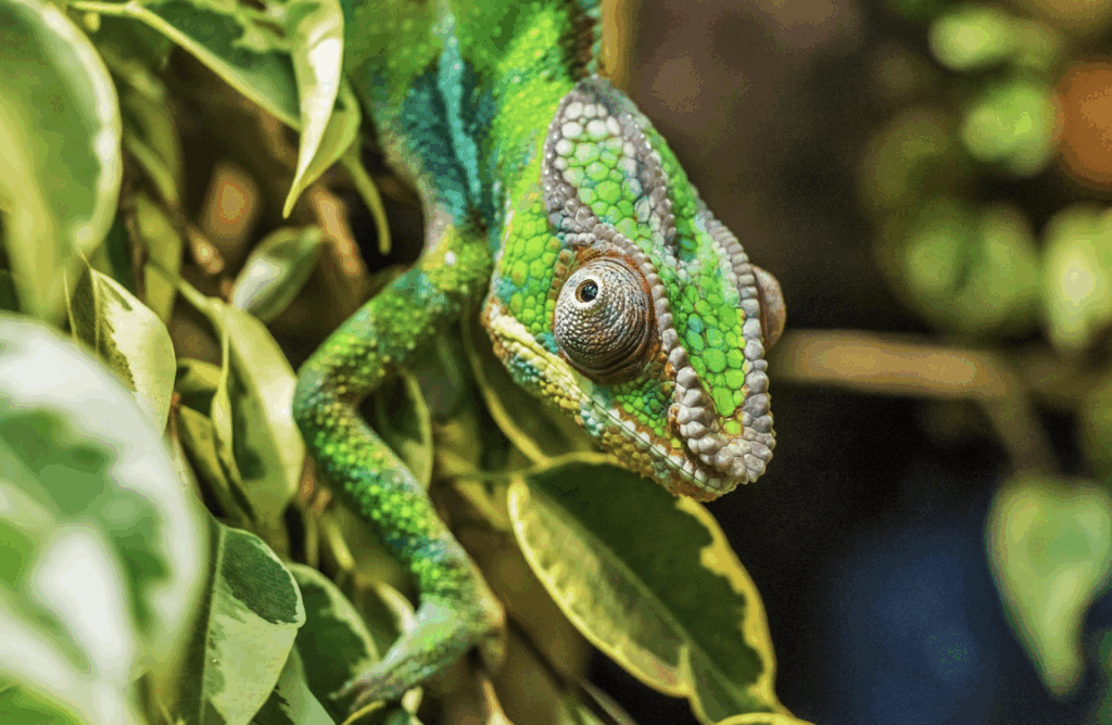 カメレオンに適切な餌を選んで健康に育てよう!