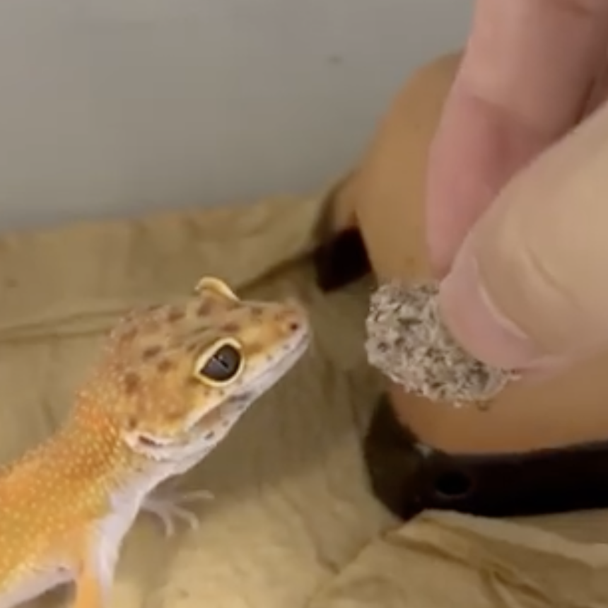 むしーのを食べるレオパードゲッコー