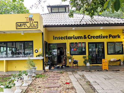 昆虫食 学び合い タイのお菓子を作るワークショップ 4